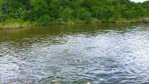 Criar peixes na propriedade rural