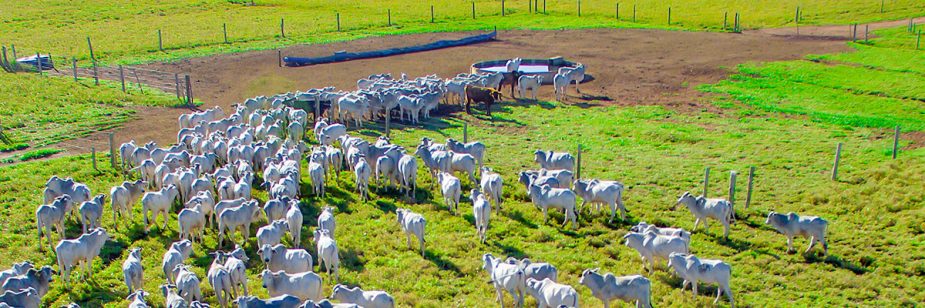 Agropecuária no Brasil e o gado abastecido por Roda D'água Rochfer