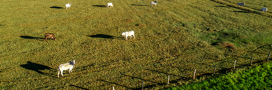 Gado e manejo de pastagem